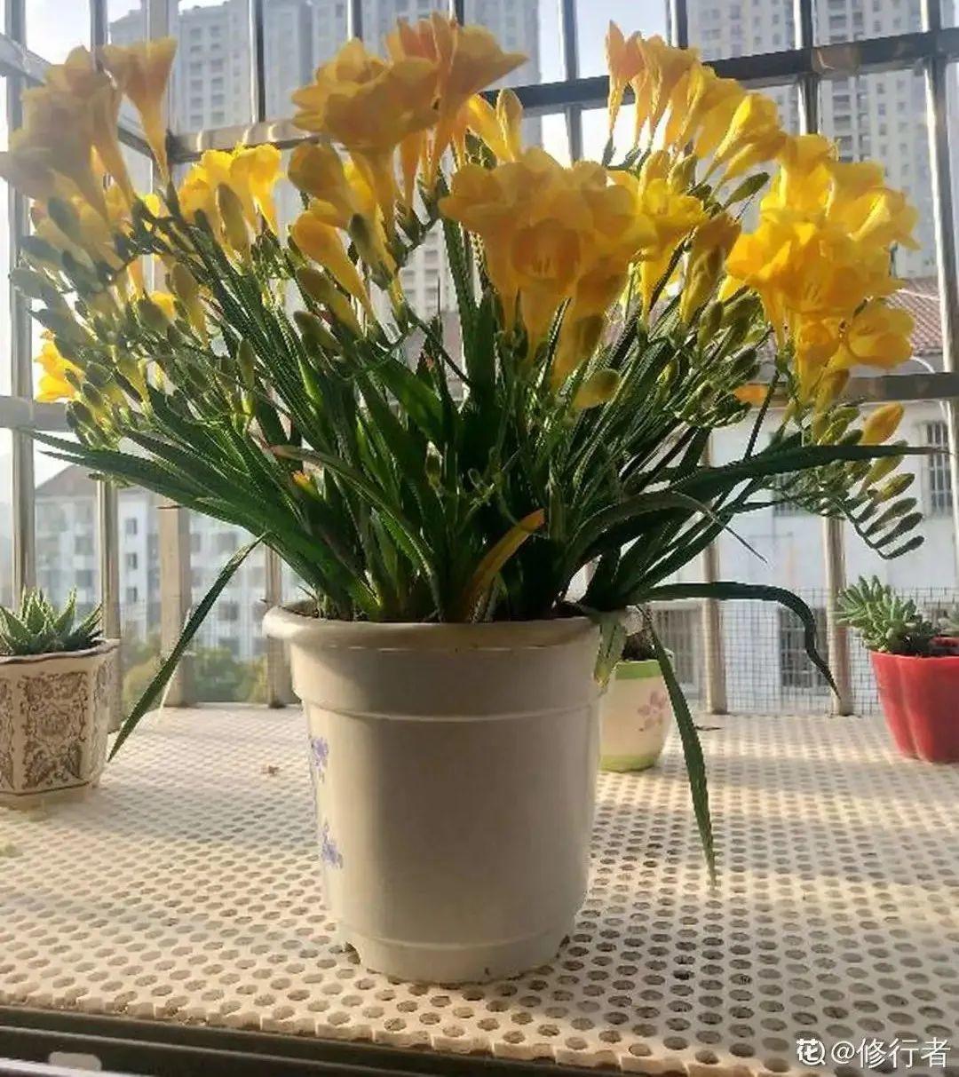 耐寒又好养的香水花,家里可以养法国香水花