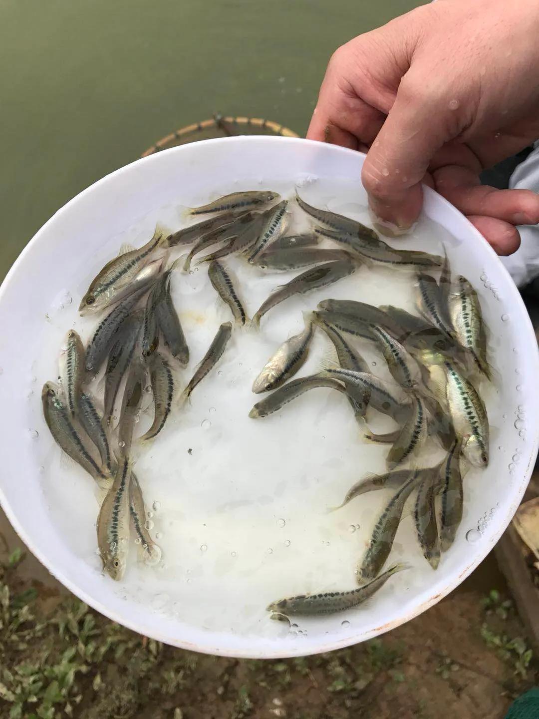 加州鲈鱼路亚用多大的钩,路亚加州鲈鱼多大就会繁殖