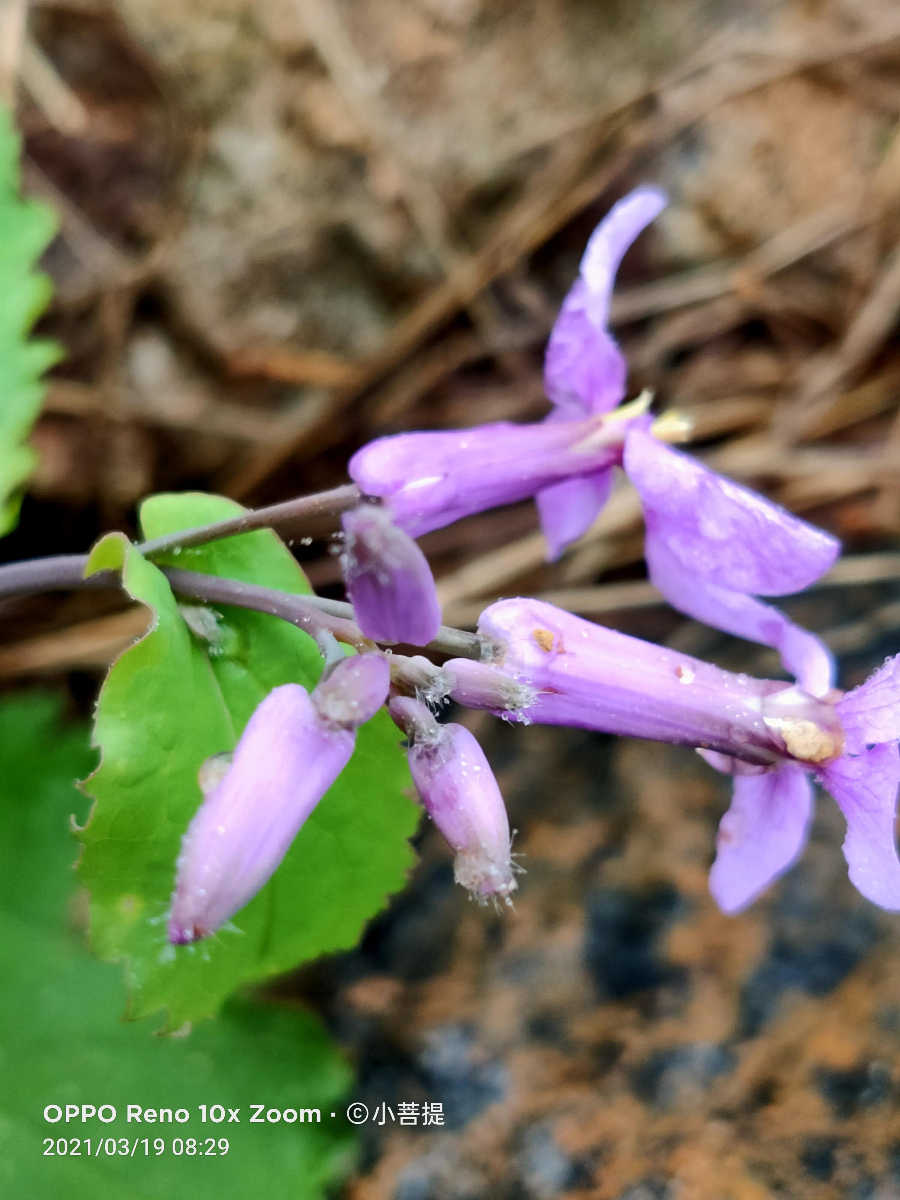 这种植物为成就蜀国屡次北伐功不可没