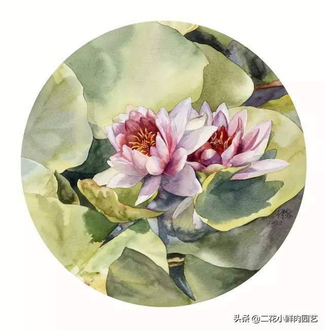 100种花卉绘画,100多张花卉线描手稿素材赶快收藏