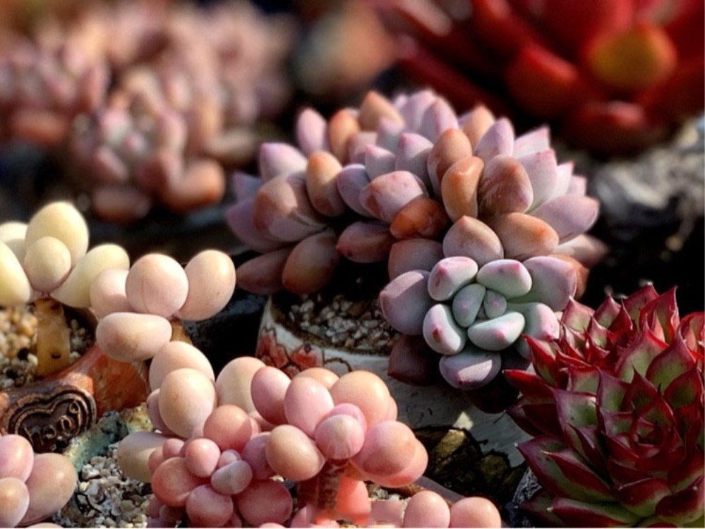 多肉植物化水的原因,多肉植物化水了怎么办呢