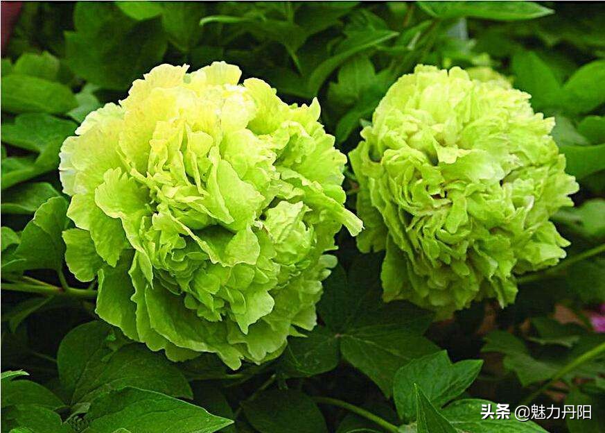 牡丹的一生简单历程文字描述,牡丹的历史和发展