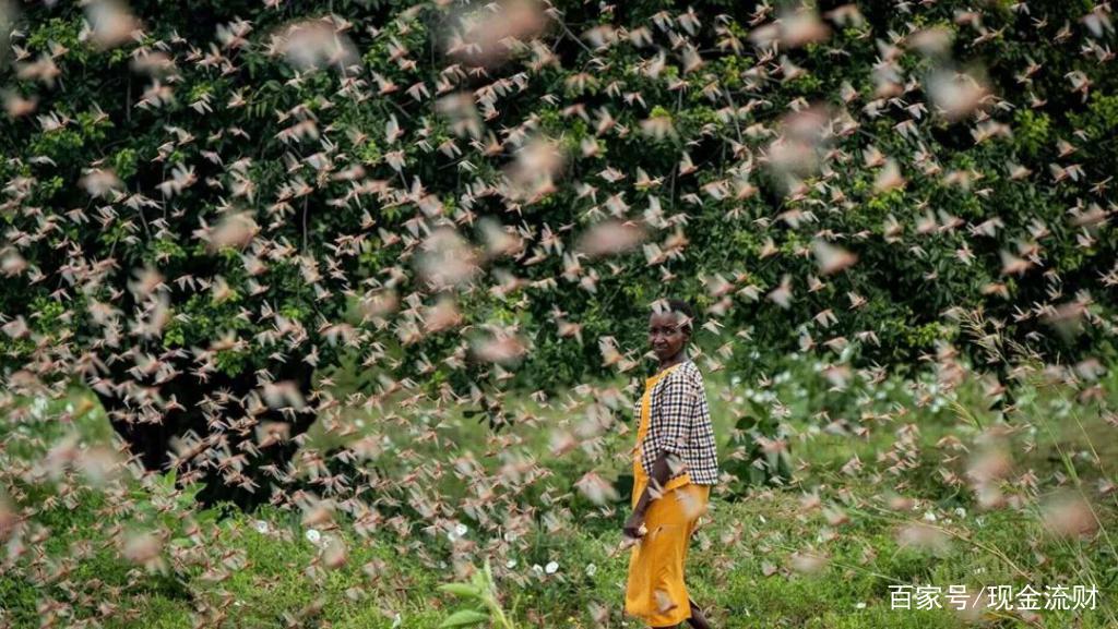 蝗灾过后粮食价格会涨吗,蝗灾囤粮食