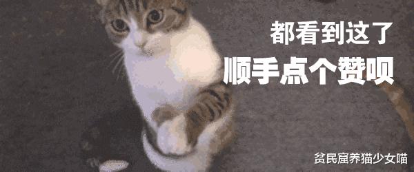 玩水的小猫咪,戏水小猫咪