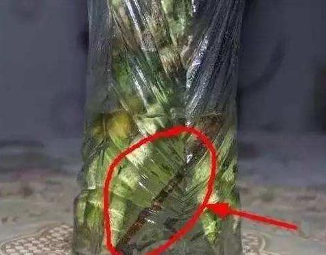 富贵竹叶怎么养才能更旺盛,富贵竹叶子发黄施什么肥