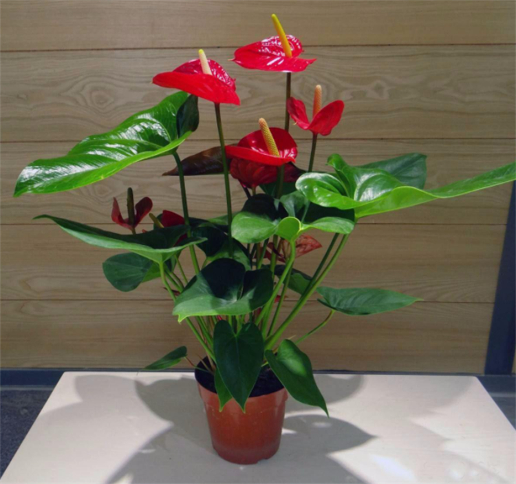 适合院子里种植的耐阴耐寒的植物,十大客厅耐阴绿植冬天不死的植物