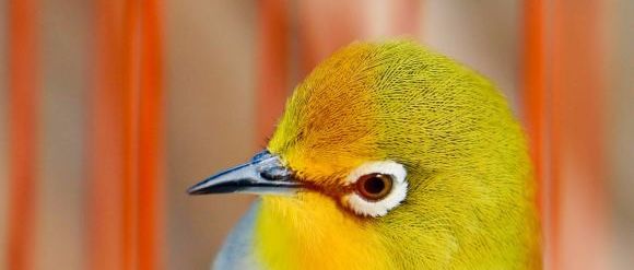 冬季养鸟的日常管理,冬季养宠注意事项