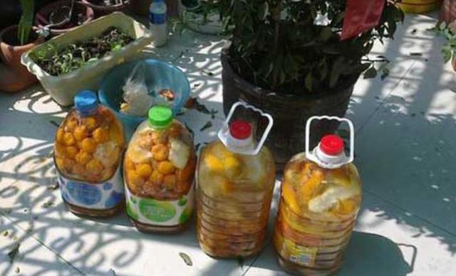 养兰高手传授真正兰花生长环境,养兰草的高手