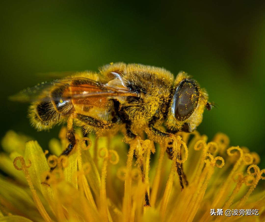 如何辨别真蜂蜜假蜂蜜,蜂蜜如何辨别真蜂蜜和假蜂蜜