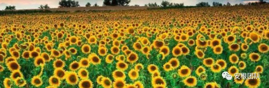 茶农怎么利润最大,茶叶合作社创新思路