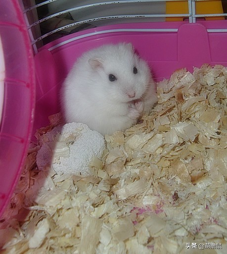 仓鼠繁育注意事项,仓鼠怀孕后的注意事项