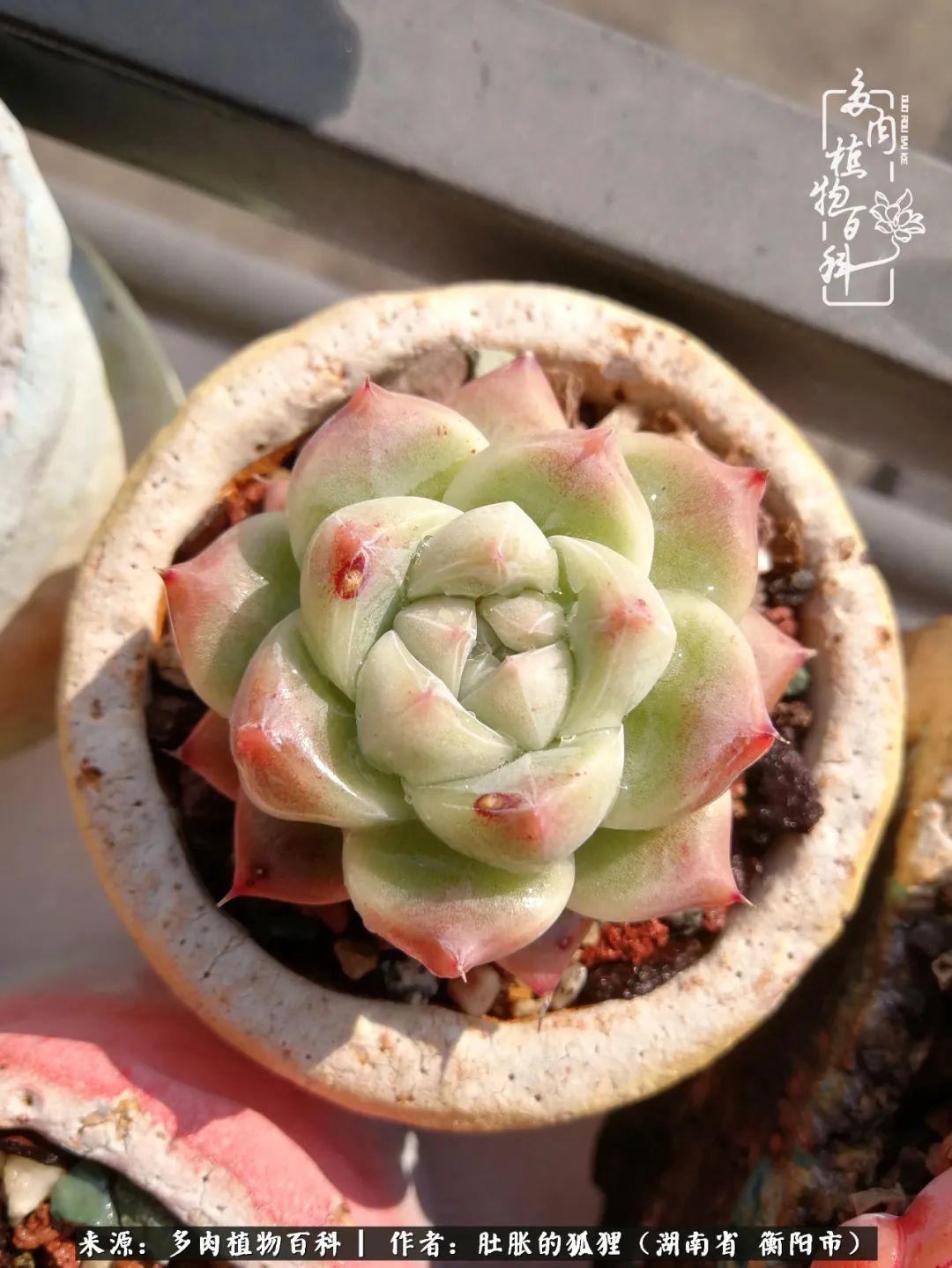 多肉用大盆养好还是用小盆养,多肉用石子养好还是用土养好