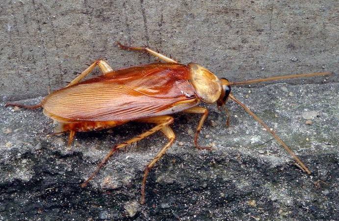 家里有蟑螂怎么把它消灭干净呢,家里有蟑螂怎么能快速消灭掉