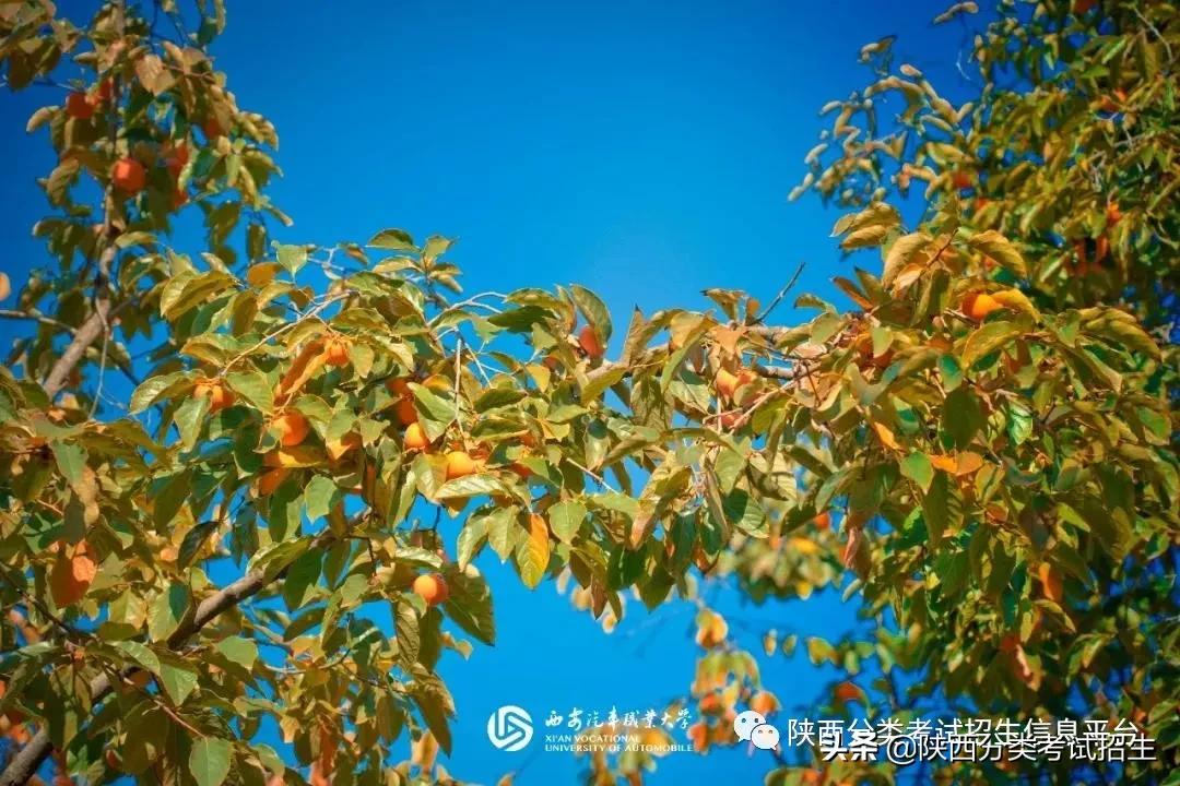 汽车领域黄埔|西安汽车职业大学