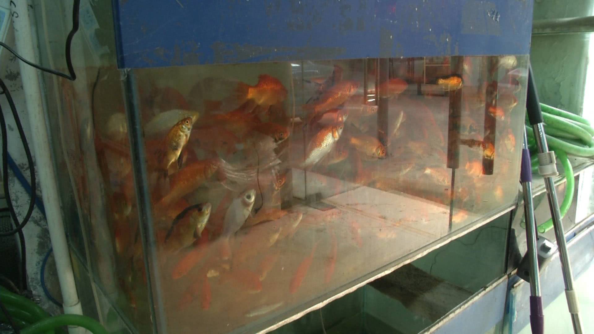 一条小鱼大概能卖多少钱,一条小鱼大约多少钱