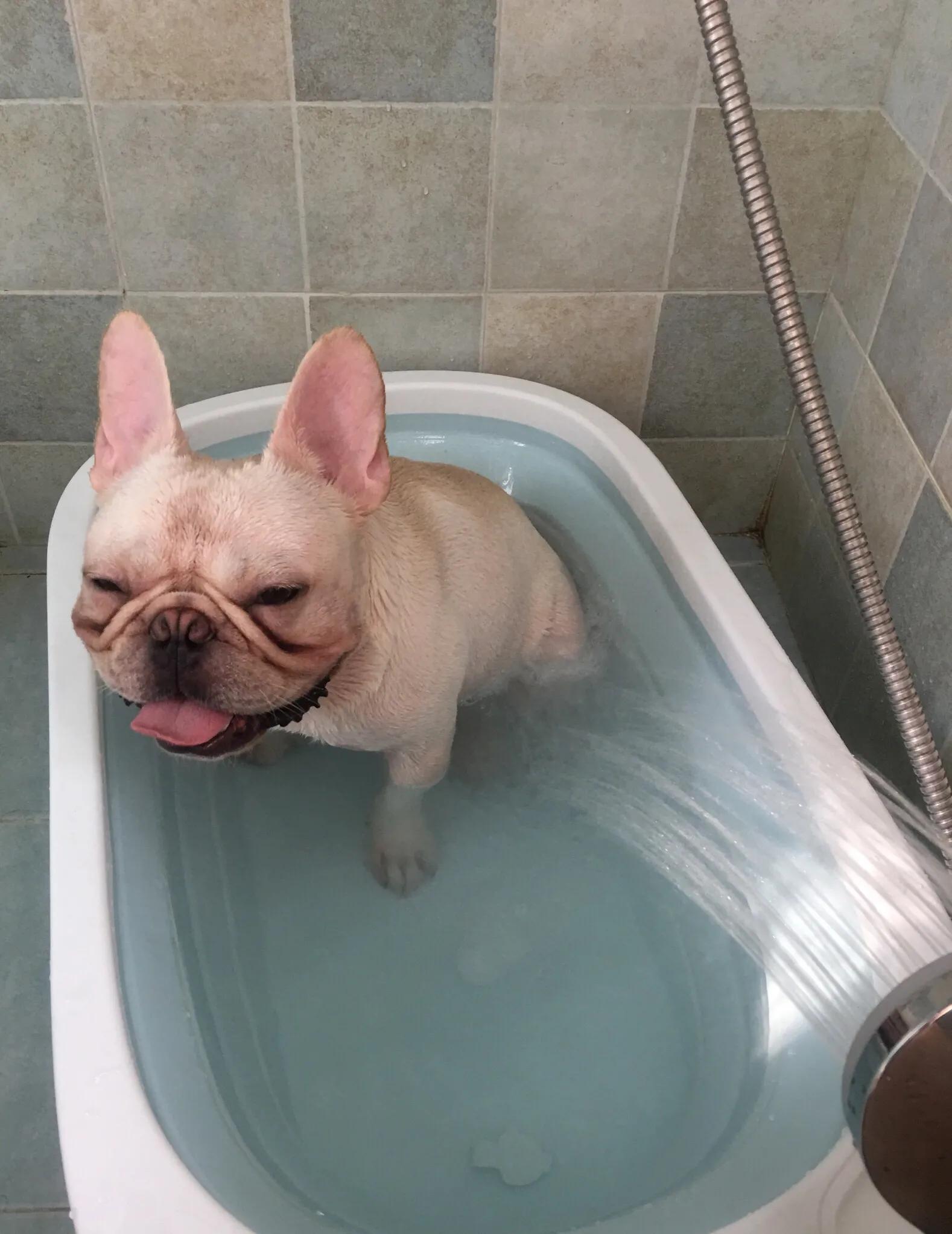 怎么去法斗泪痕,怎么去除法斗的体味