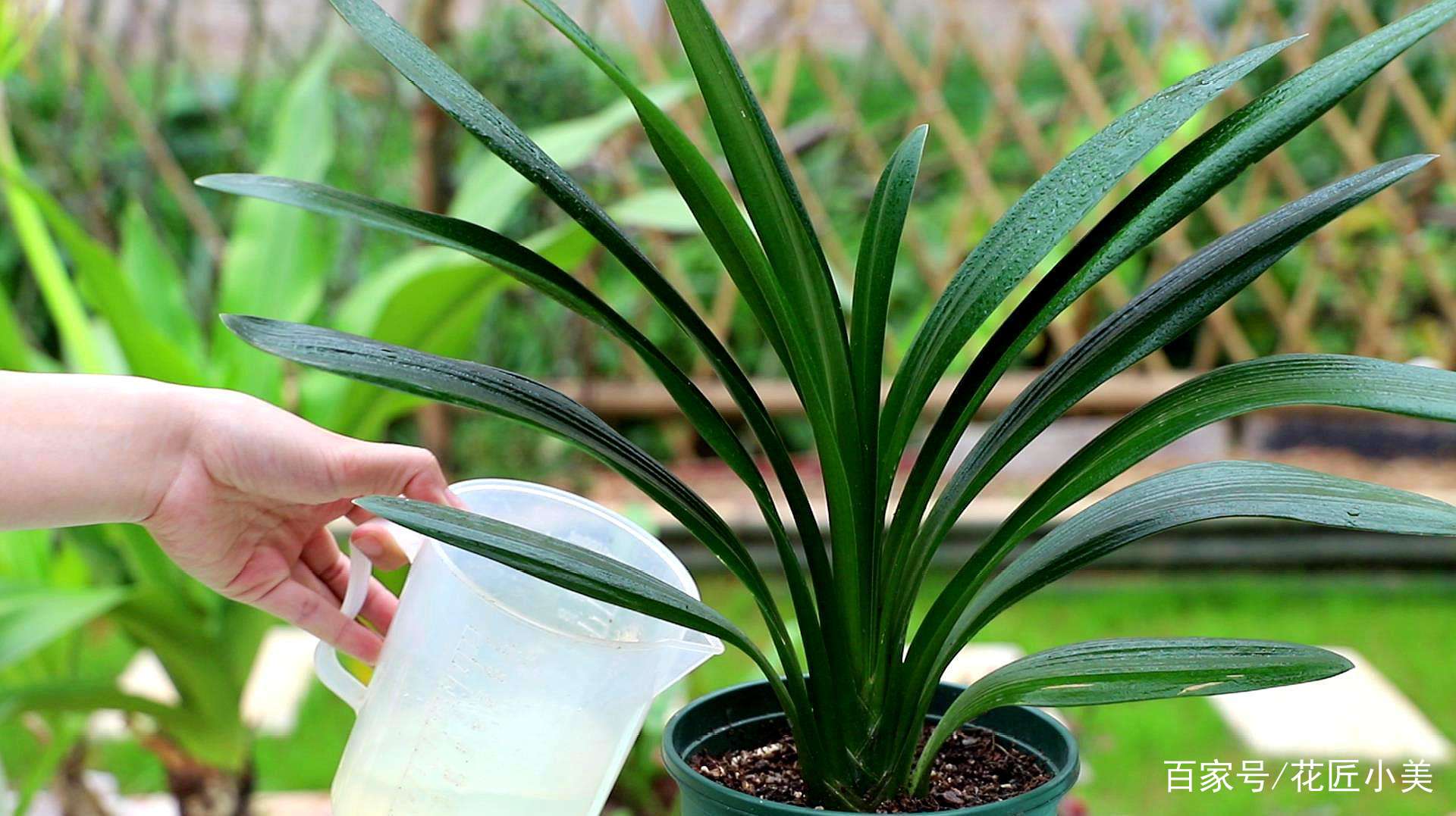 君子兰如何才能养得更茂盛,君子兰怎么养才能长直