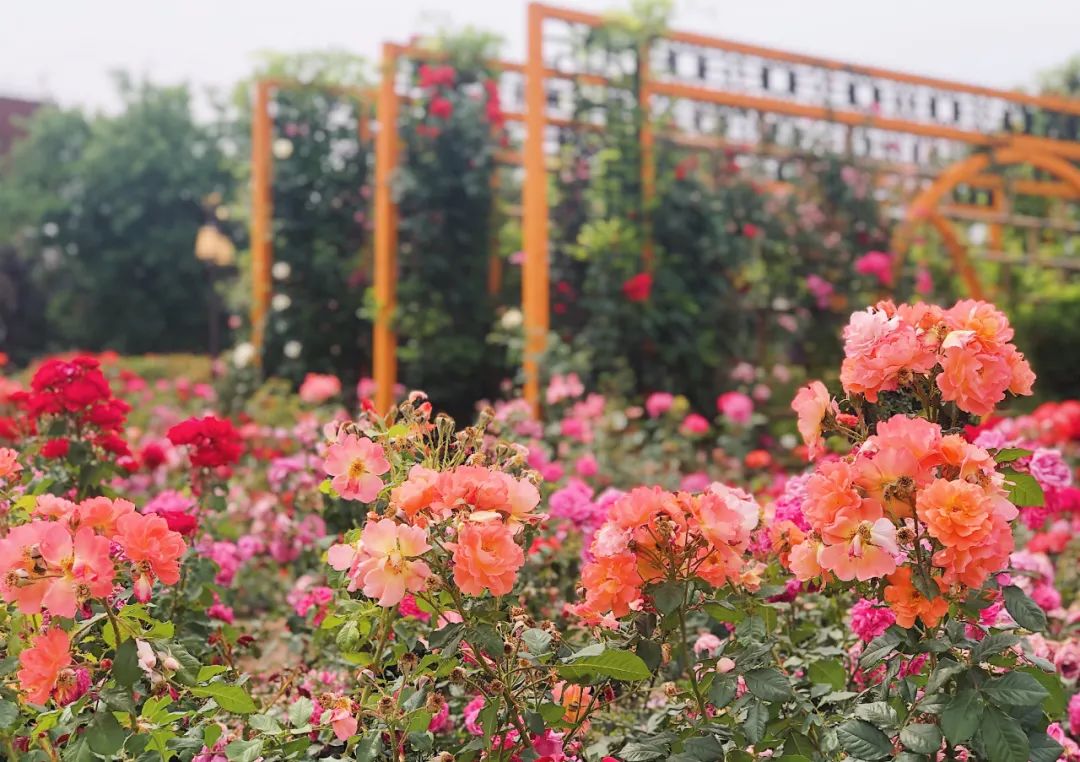 西安草滩马尔代夫,咸阳沙滩马尔代夫