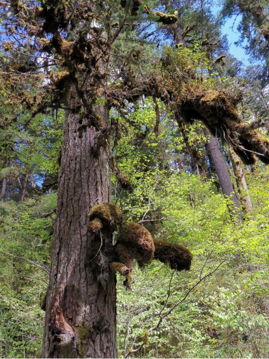 海螺沟燕子沟四日游,海螺沟燕子沟风景区