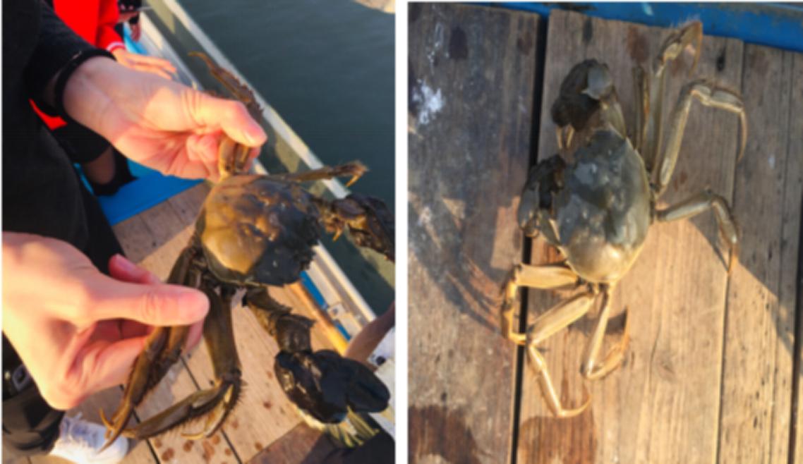 昆山阳澄湖民宿吃大闸蟹,阳澄湖吃蟹住宿