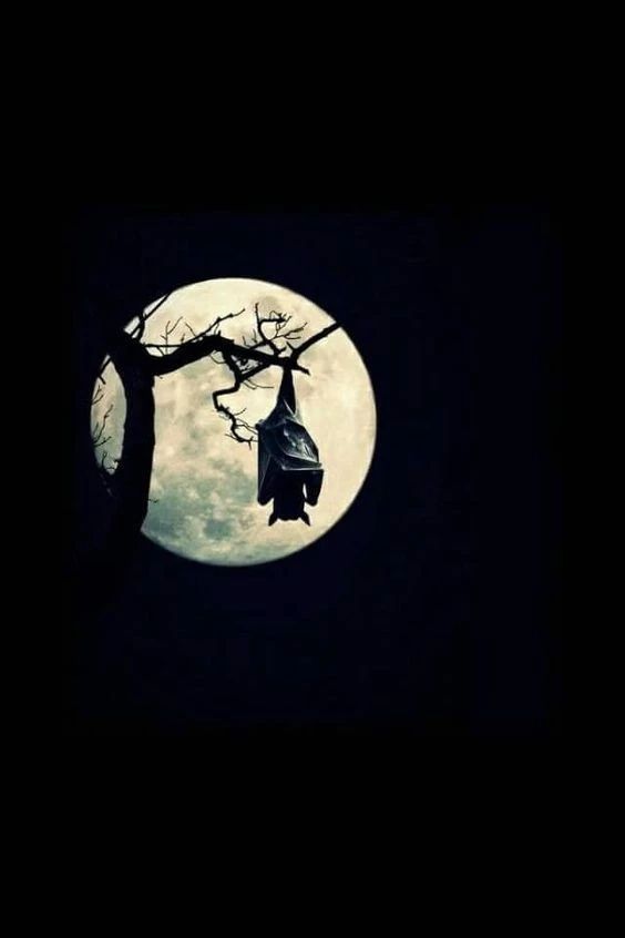 蝙蝠会变成吸血鬼吗,蝙蝠和吸血鬼有什么关系