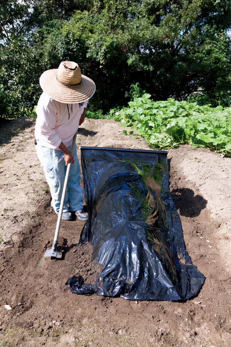 十月花事丨花园覆盖地膜好处多：除草、保暖、保湿、防虫