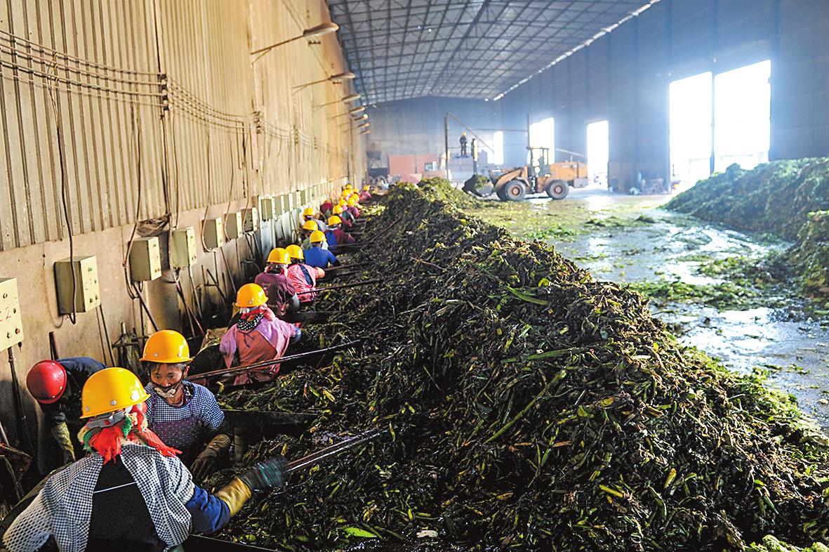 水葫芦为啥消失了,以前常见的水葫芦是否已绝迹