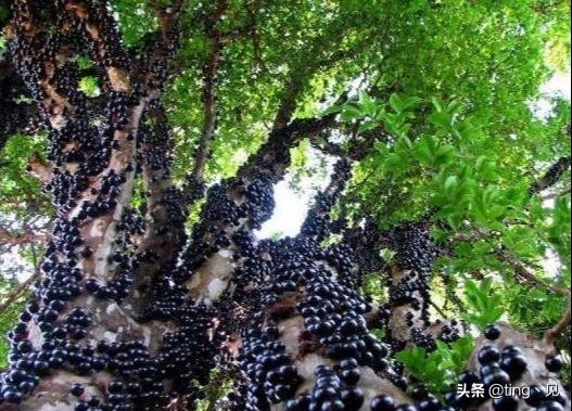 世界上最像恶魔果实的水果,盘点有价值的水果堪比恶魔果实