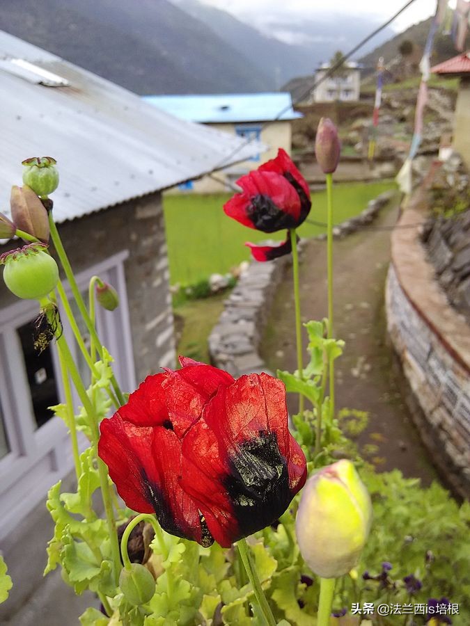 阿片类药物,*啡吗**、*洛因海**、奥施康定简史