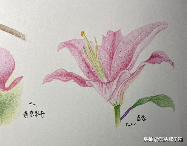 彩铅马可,彩铅推荐马可