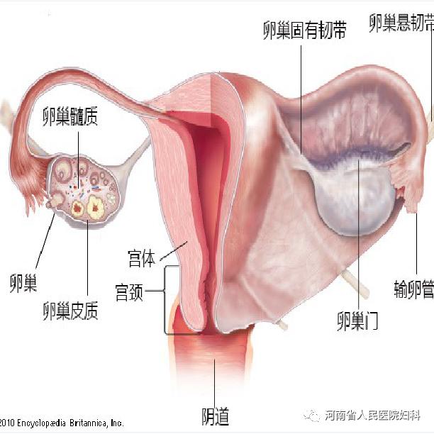 揭秘卵巢癌系列三