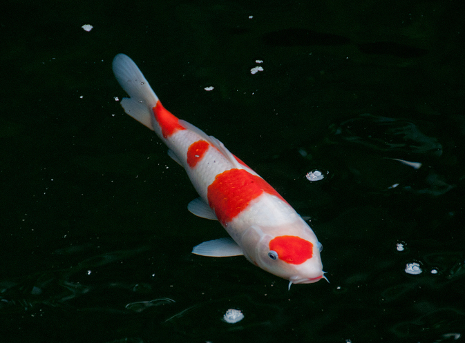 为什么我们要转发这条锦鲤信息,锦鲤转发的正确方法是什么