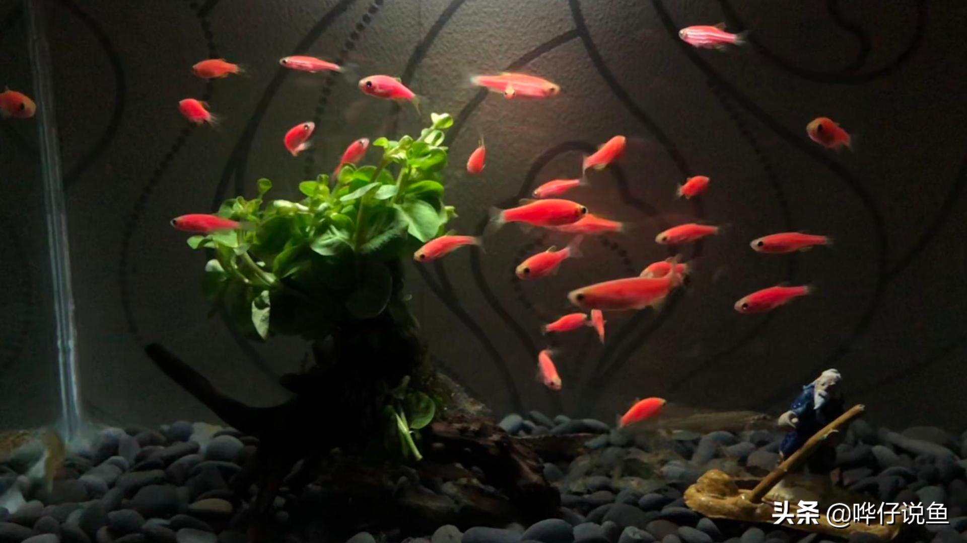 新手草缸饲养小型斑马鱼,斑马鱼小型热带观赏鱼如何饲养