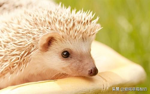 刺猬是好东西么,刺猬是一种动物么