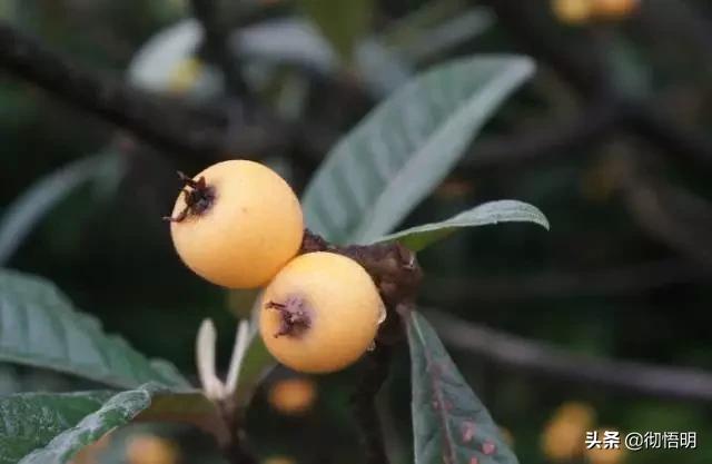江苏旅游西山岛攻略图文,内湖洞庭西山岛