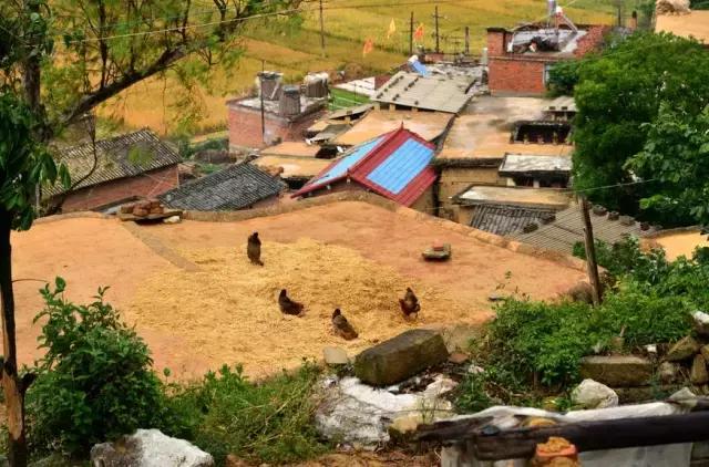 云南这个村子百家相连,一不留神就走到人家房顶上了