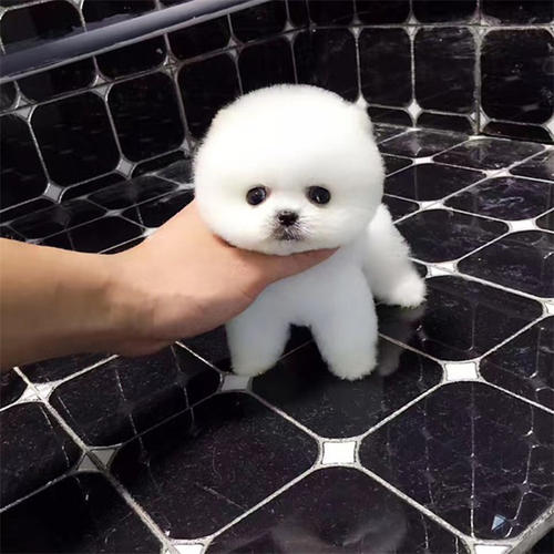 我喜爱的一种小动物500字优秀作文,我喜爱的小动物优秀作文