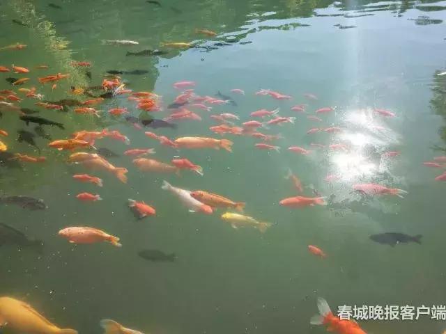 精品菊展、古风集市、植物科普…国庆七天假期，玩转昆明各大公园景区