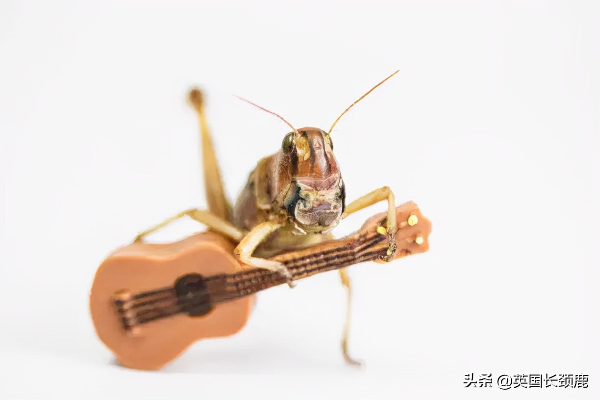 羊驼忧郁症,羊驼抑郁症治疗