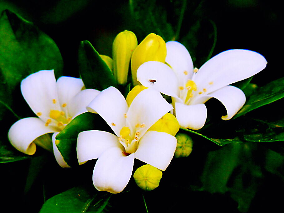 九里香木本,九里香是耐寒花卉吗