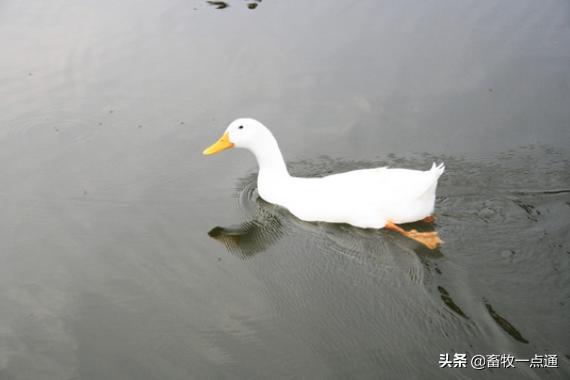 鸭人工授精后的第一个受精蛋,鸭人工授精的方法