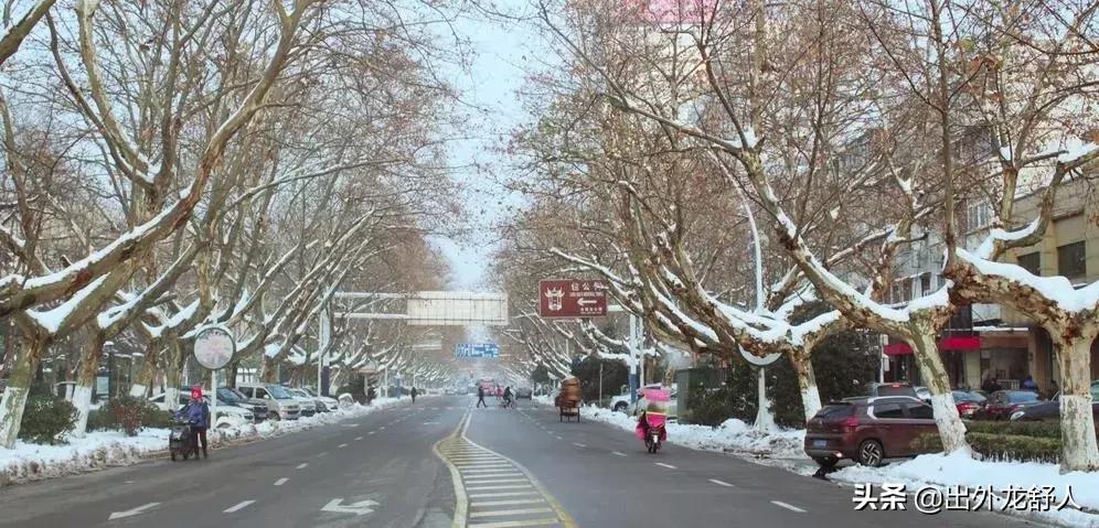 广玉兰是哪个城市的市花,广玉兰是常州市树还是市花