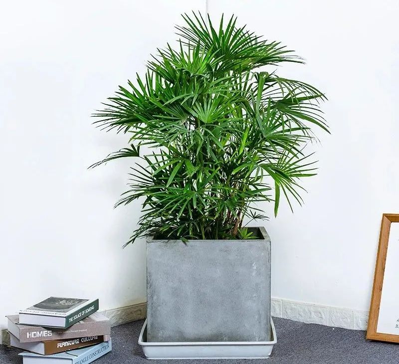 绿叶竹子怎么养护,细叶棕竹怎么养护和管理