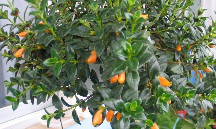 金鱼吊兰在什么季节里面才会开花,金鱼吊兰要有什么条件才能开花