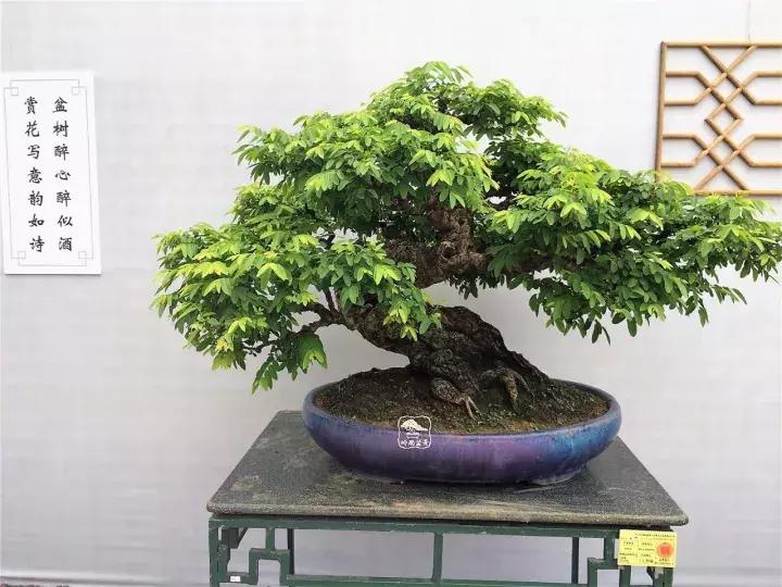 造型极美的盆景一起来欣赏,一组风吹出来的盆景欣赏动感十足