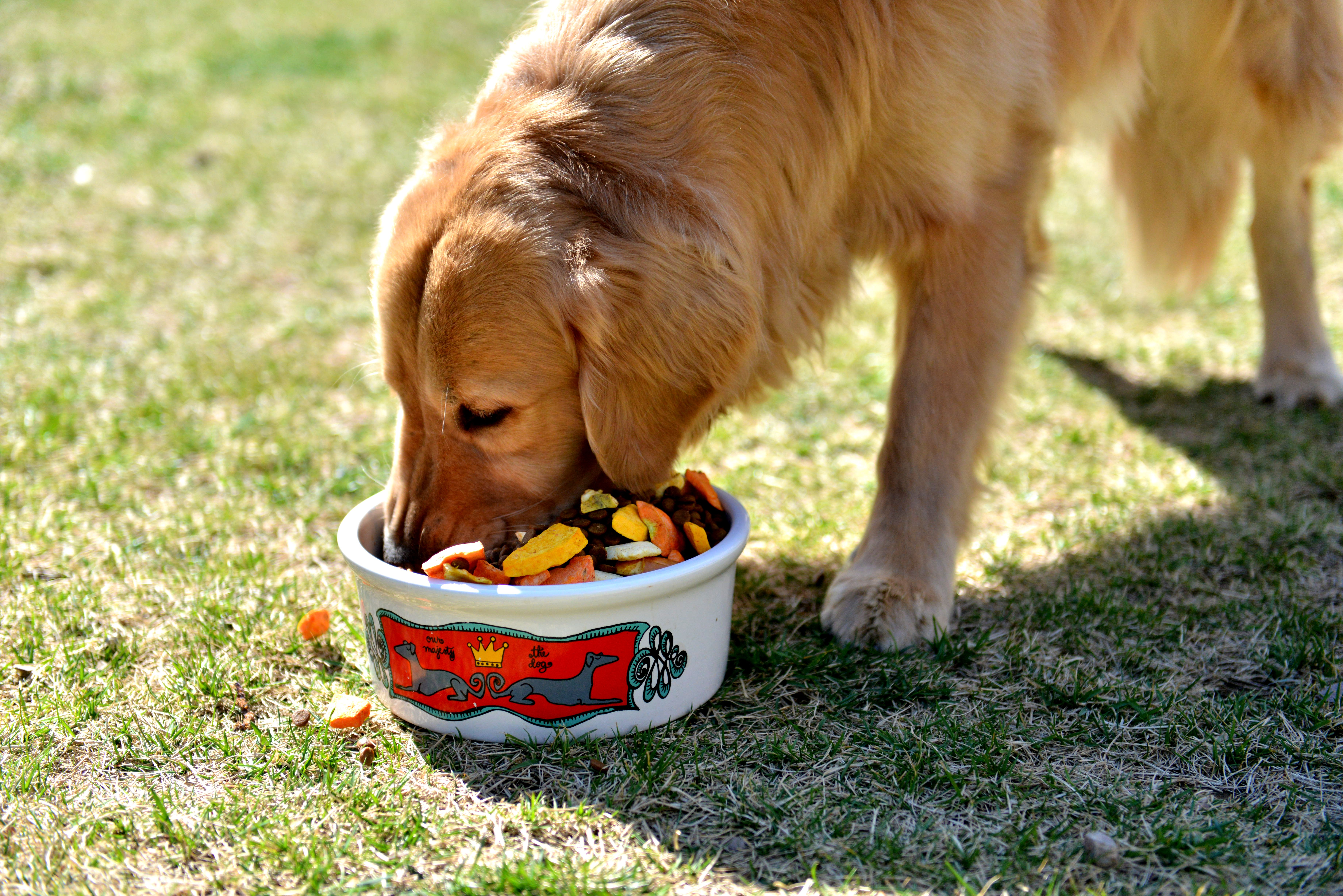 注意有哪些特征,出门被狗咬怎么防