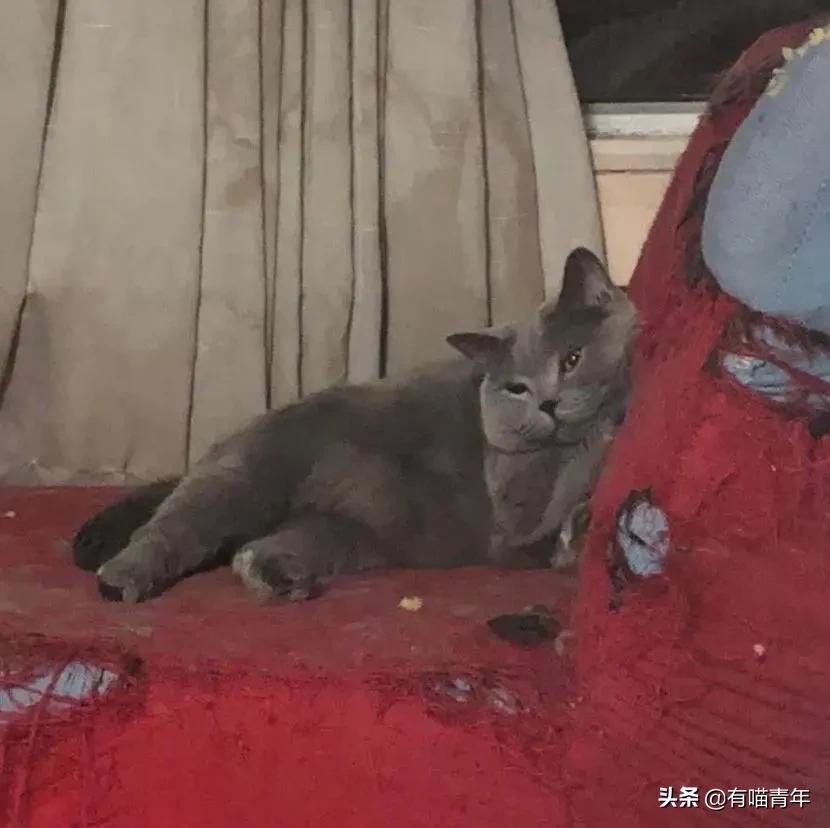 英国短蓝猫好养吗,千万别养蓝猫
