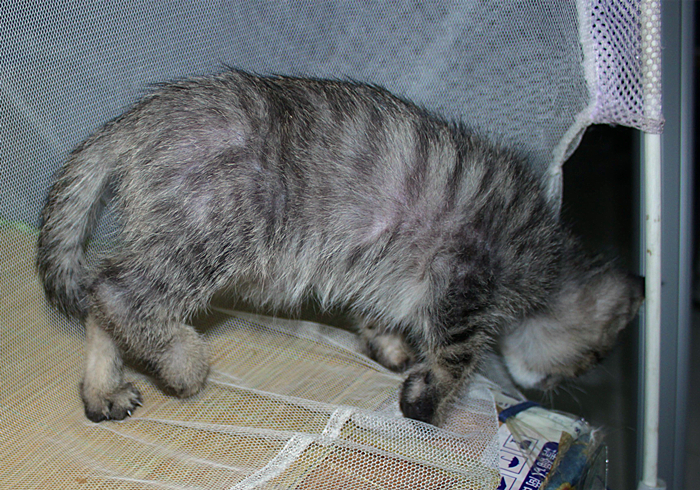 猫咪缺钙瘸脚是什么样的,猫咪跛脚是狂犬病吗