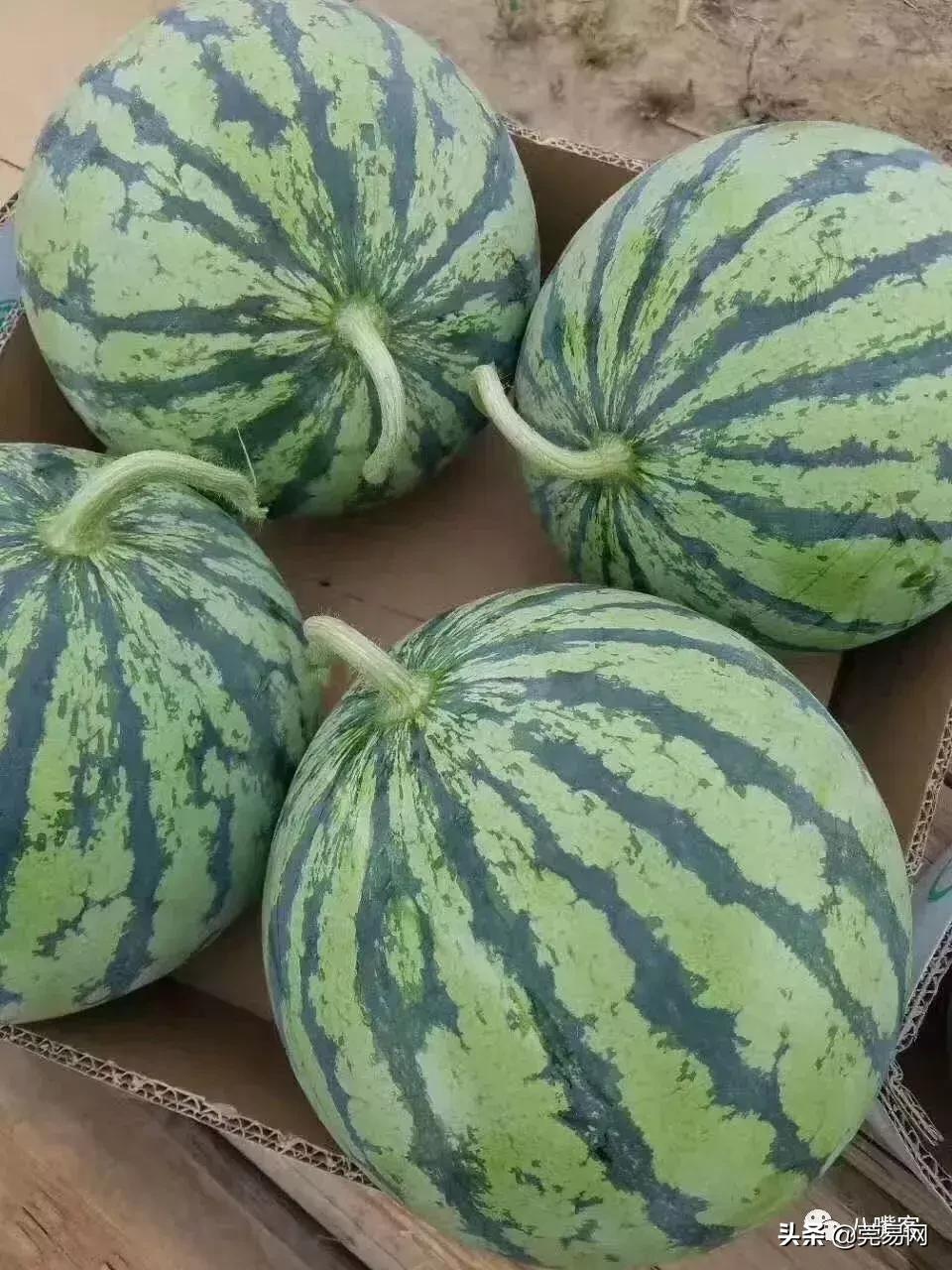 地里的西瓜卖不出去,河南西瓜卖不出去的视频