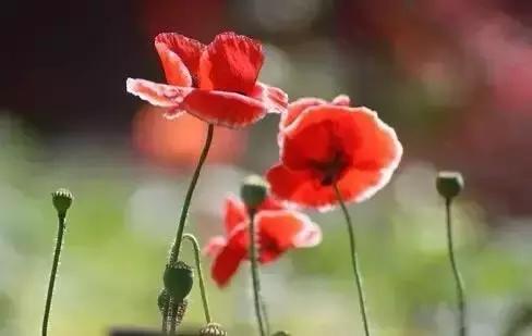 世界各国国花大开眼界美到爆,世界各国国花及国树